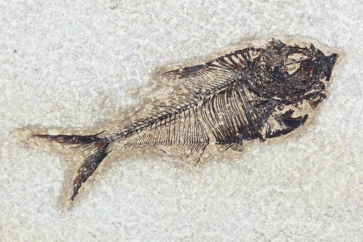 Fossil Fish (Diplomystus) - inch Layer, Green River Formation #96950